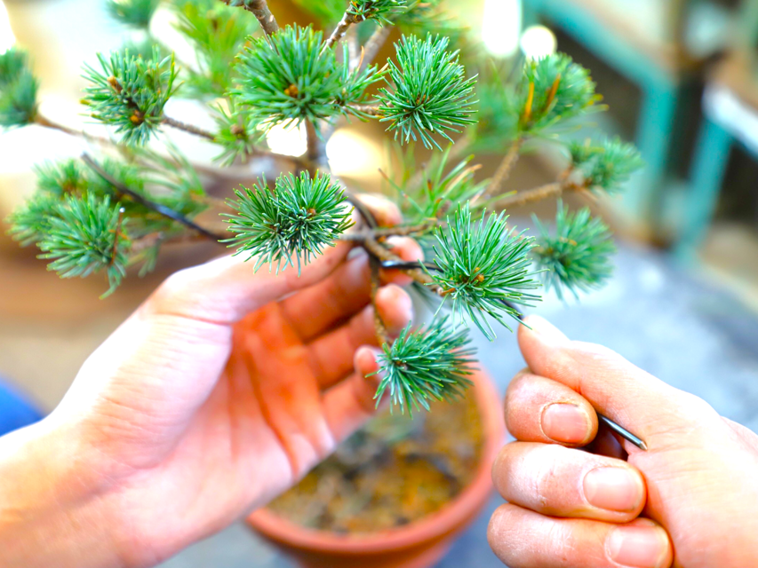 Bonsai City: Bonsai Tour & Experience at Bonsai Sanctuary - Important Visitor Information