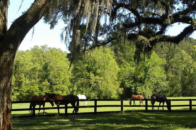 Boone Hall Plantation All-Access Admission Ticket - Visitor Experience Highlights