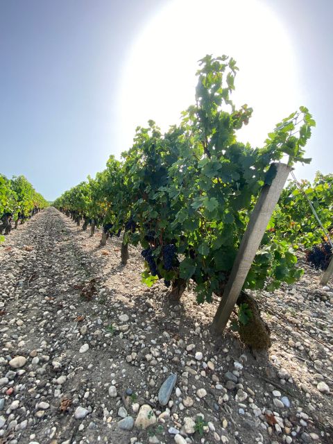 Bordeaux Margaux Wine Tour - Detailed Itinerary