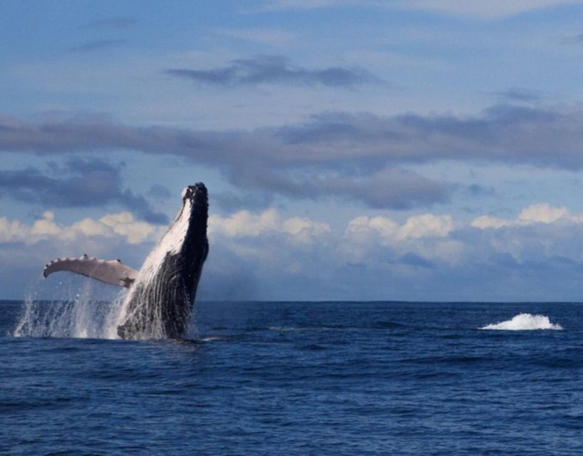 Buenaventura: Pacific Coast Whale Watching Tour - Detailed Description