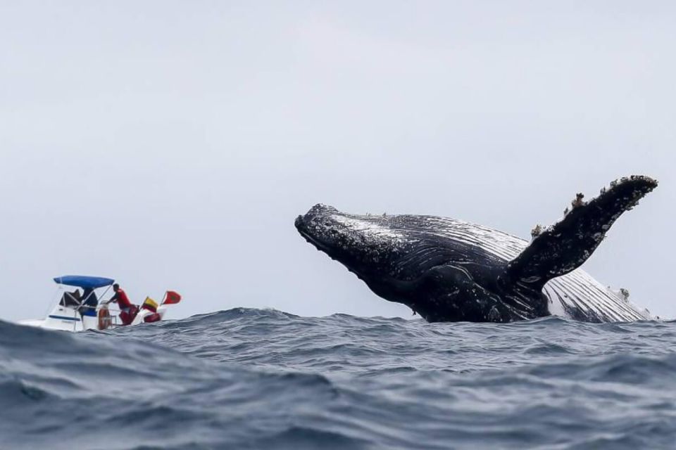 Buenaventura: Whale Watching Trip With Overnight Stay - Detailed Itinerary