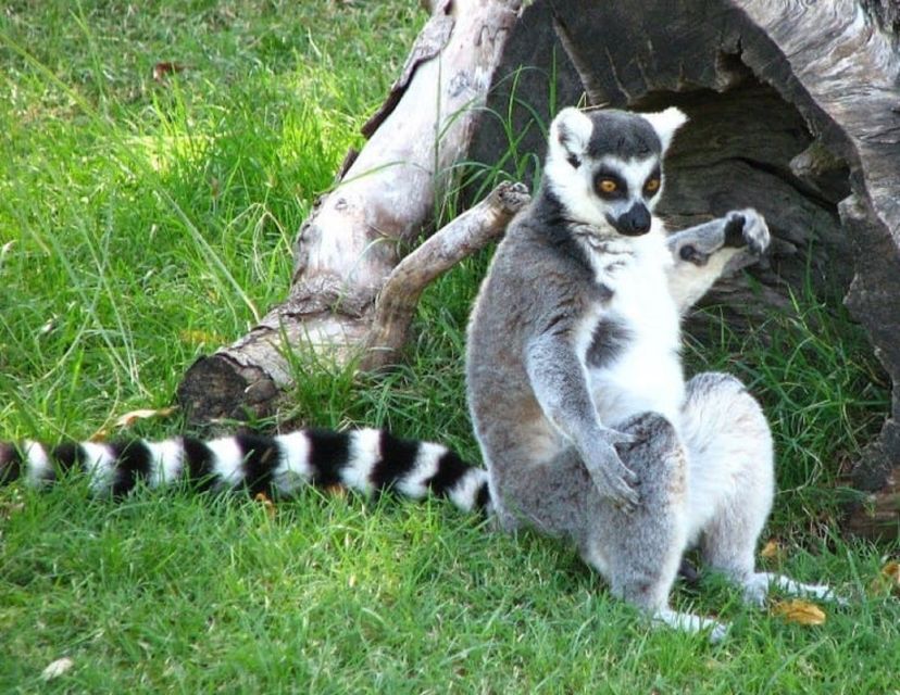 Buenos Aires: Temaiken Biopark Official Tickets - Themed Animal Zones