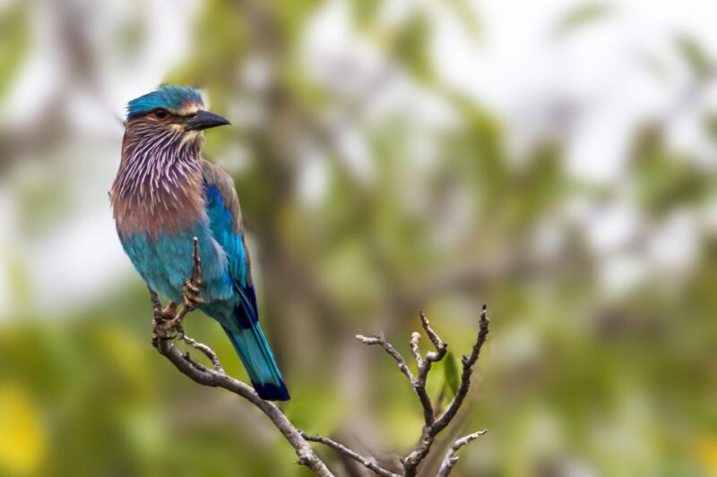 Bundala National Park Safari - Birding Paradise Tour - Ecological Significance