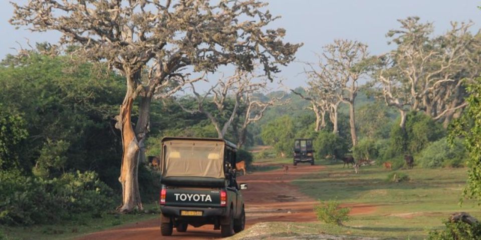 Bundala National Park Twilight Wildlife Expedition - Biodiversity and Wildlife