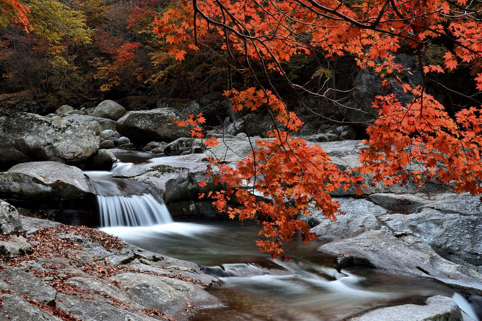 Busan: Mt. Jiri or Juwangsan National Park Fall Colors Tour - Tour Details