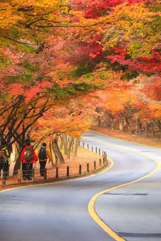 Busan: Naejangsan National Park Autumn Foliage One Day Tour - Experience Highlights