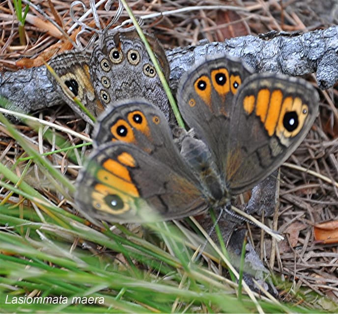 BUTTERFLIES - WATCHING - Highlights of the Activity