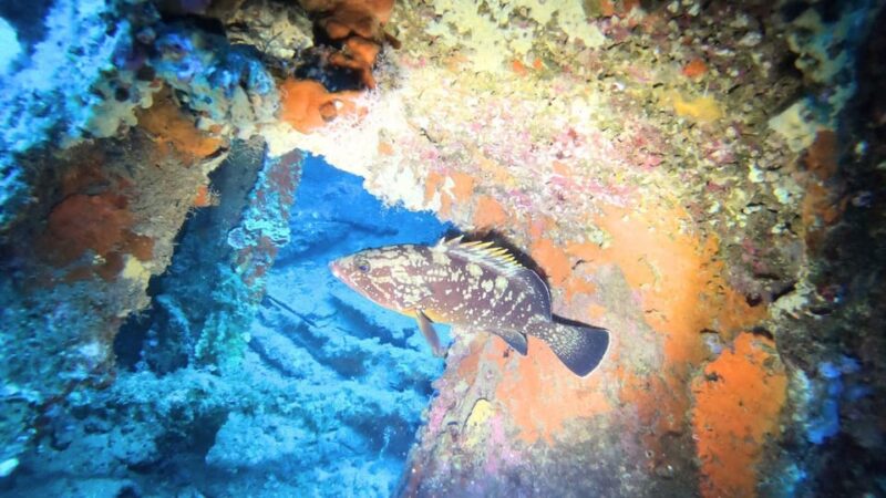 Cagliari: Diving in the Gulf of Angels - Amenities and Inclusions
