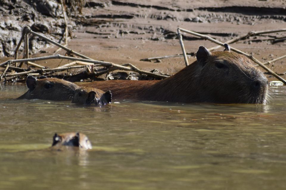 Caimans and Capybaras Search on the Tambopata River - Highlights of the Tour