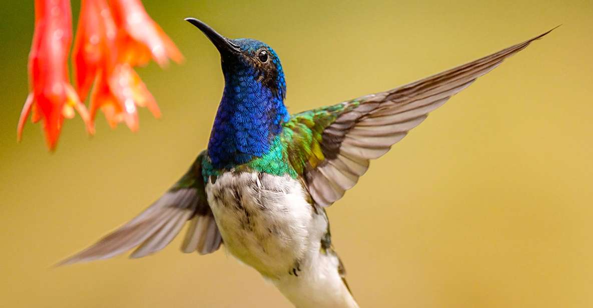 Cali: Bird Watching - Best Locations for Bird Watching