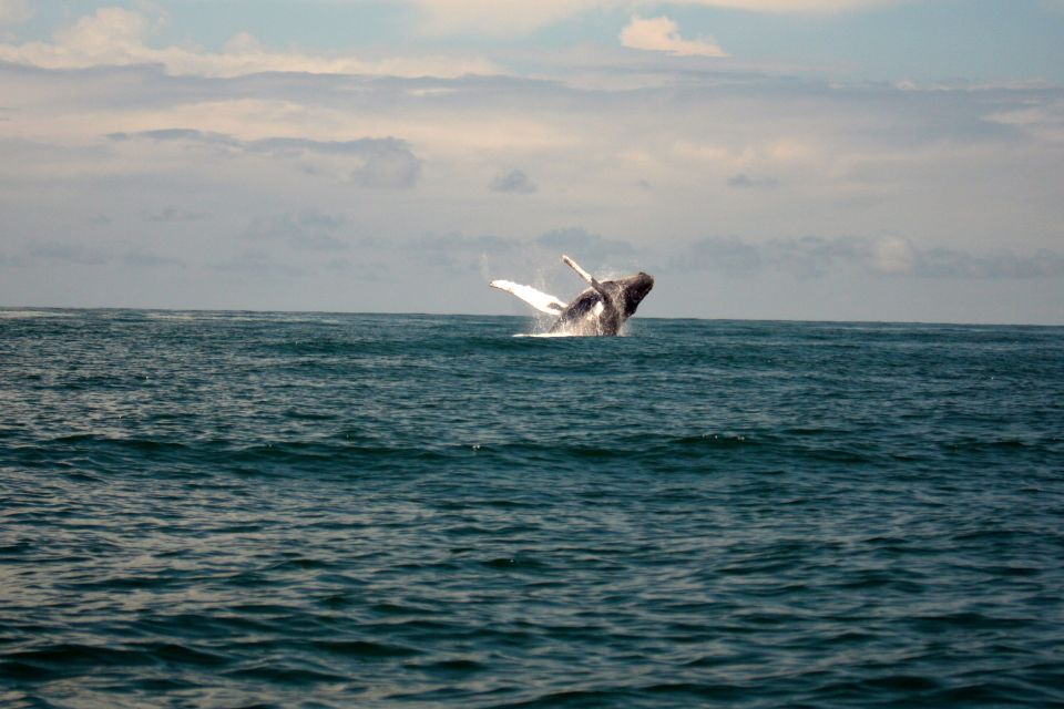 Cali: Whale Watching in the Colombian Pacific Coast - Unique Wildlife Experiences