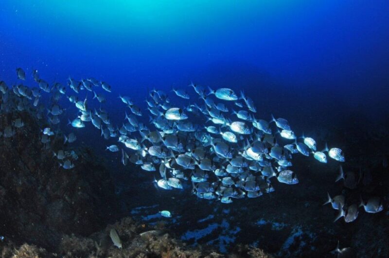 Calvi: Introduction to Diving Dive With an Instructor - The Role of Your Instructor