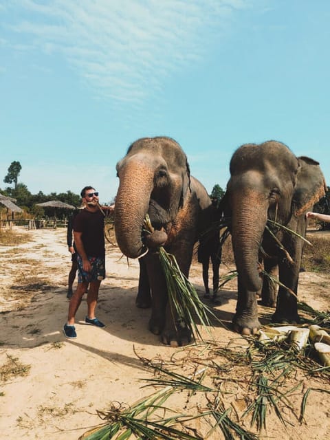 Cambodia Elephant Sanctuary and Banteay Srey Temple Tour - Meeting the Elephants