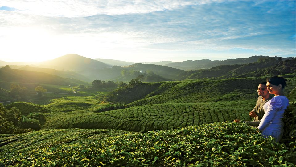 Cameron Highlands 1 Day Tour From Kuala Lumpur - Scenic Experiences