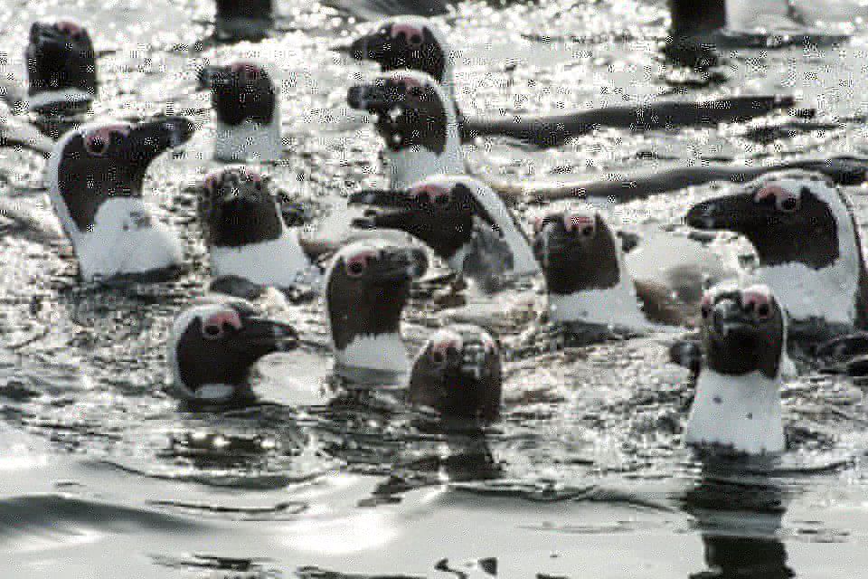 Cape Town: Marine Wildlife Tour From the V&A Waterfront - Knowledgeable and Professional Guides