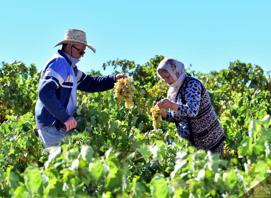 Cappadocia: Private Half-Day Vineyards & Wine Tasting Tour - Itinerary and Schedule