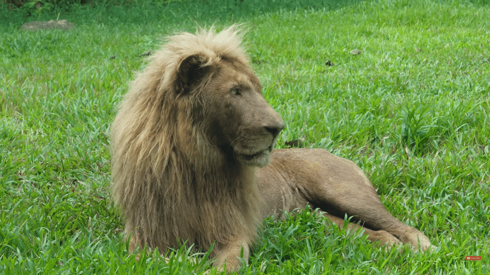 Cebu Carmen: Cebu Safari and Adventure Park - Safari Experience Highlights