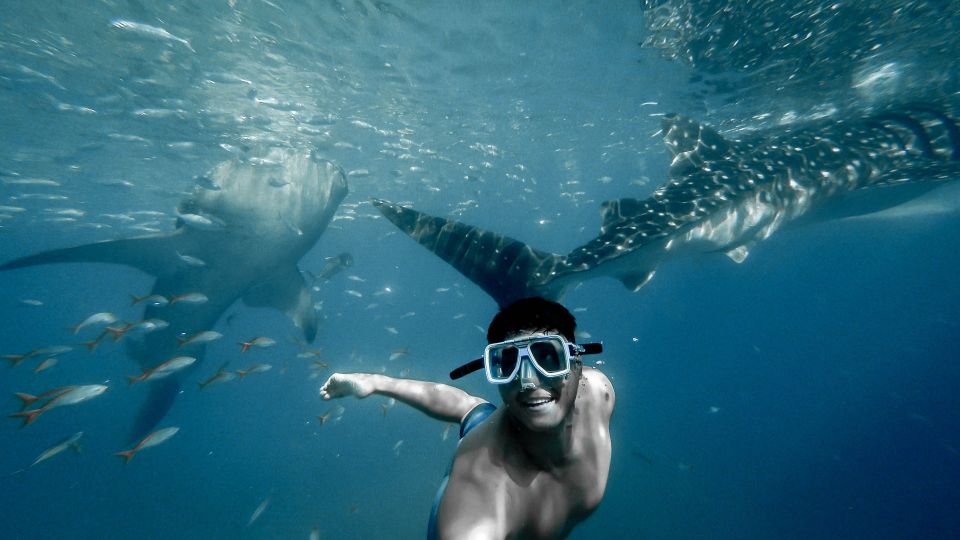 Cebu City: Whale Shark Swimming & Kawasan Falls Canyoneering - Whale Shark Experience