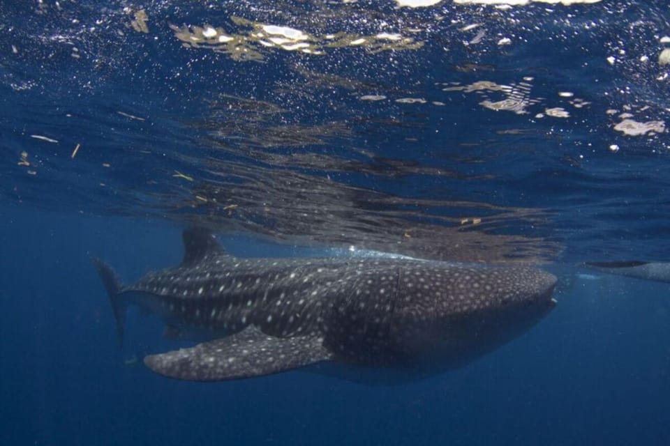 Cebu: Oslob Whale Shark Swimming Experience - Experience Details