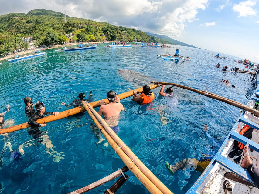 Cebu: Oslob Whale Sharks, Moalboal Sardine Run & Sea Turtles - Oslob: Whale Shark Viewing