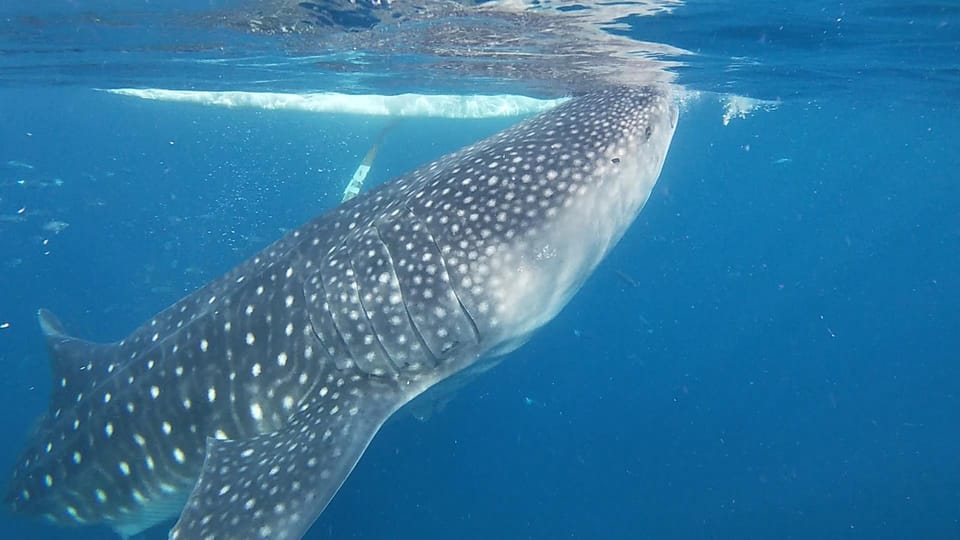 Cebu; Oslob Whaleshark Watching Day Tour - Experience Highlights