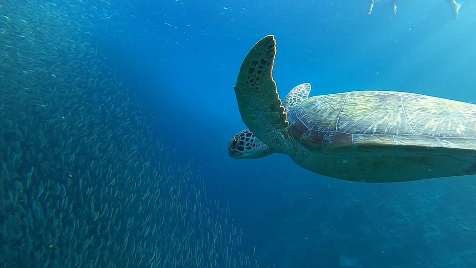 Cebu: Osmeña Peak Hike and Sardines Run Snorkel Adventure - Transportation and Logistics