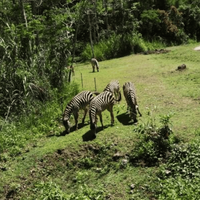 CEBU: Safari Adventure - Recommended Items to Bring