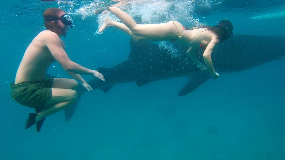 Cebu Shared Tour: Whaleshark Swimming & Kawasan Canyoneering - Whaleshark Watching Experience