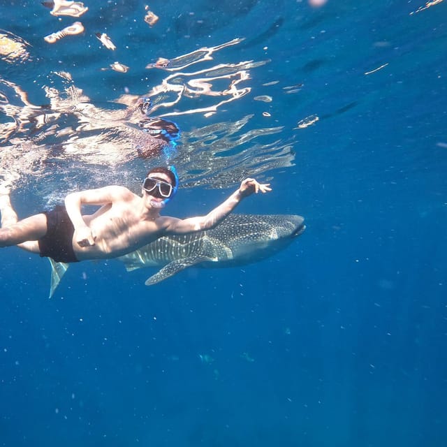 Cebu Swim With Whaleshark & Sumilon Island - Main Activities