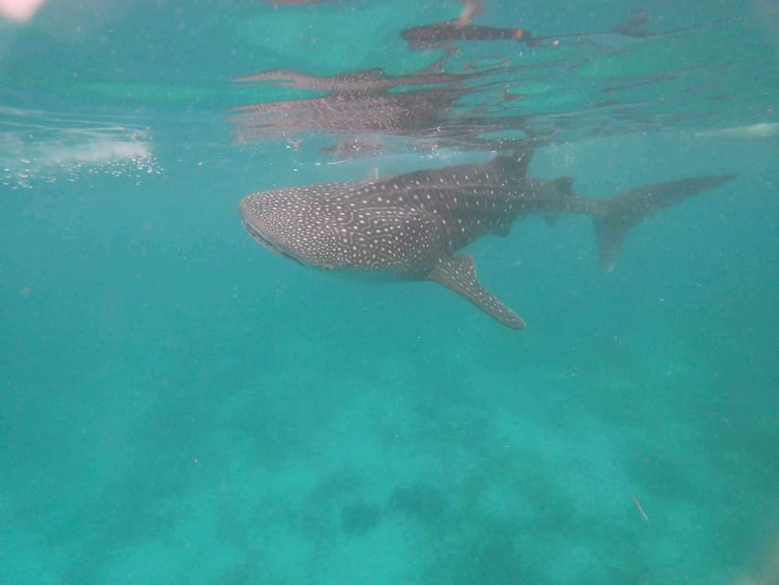 Cebu: Whale Shark Encounter &Adventure With Mantayupan Falls - Pickup and Drop-off Locations