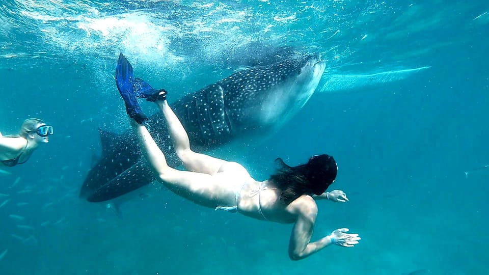 Cebu Whale Shark Encounter Simala Church & Ka Treasure Falls - Transportation and Pickup Details