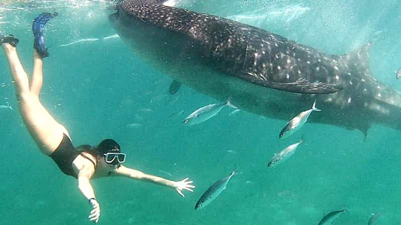 Cebu: Whale Shark Swim in Oslob & Aguinid Falls Canyoneering - Pickup and Transportation