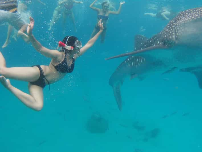 Cebu Whale Shark Swimming & Kawasan Canyoneering Group Tour - Oslob Activities