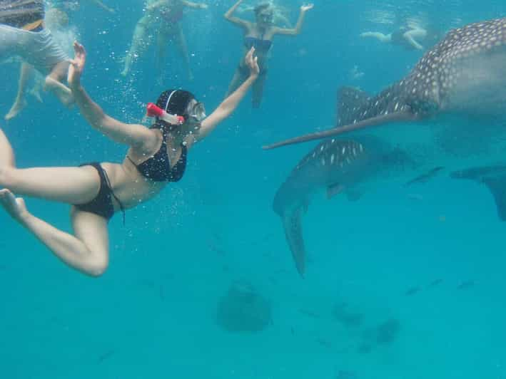 Cebu: Whale Sharks, Tumalog Falls & Sumilon Sand Bar Tour - Inclusions and Equipment