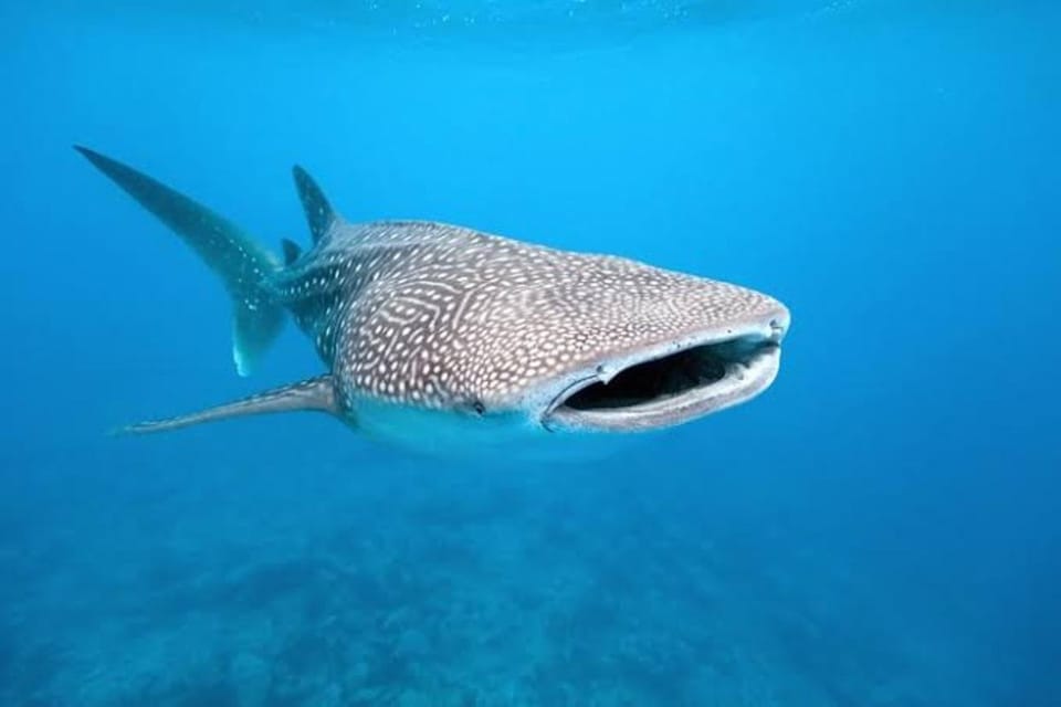 Cebu: Whaleshark, Sumilon Island & Sardines Run Snorkel - Whale Shark Watching