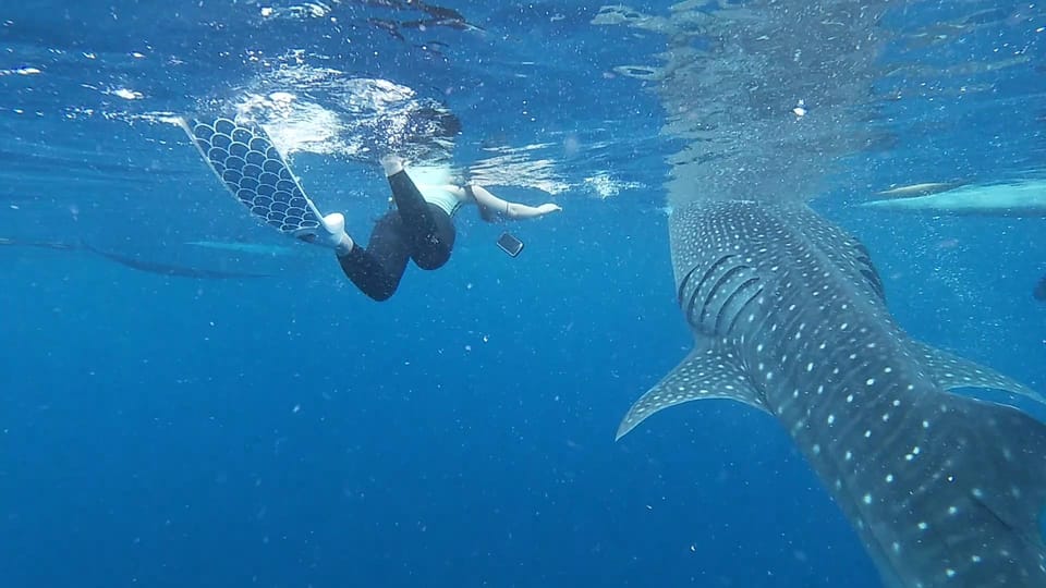 Cebu: Whaleshark Watching and Sardines Run Snorkeling Tour - Marine Experiences