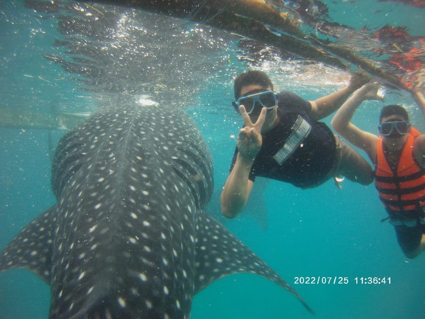 Cebu: Whaleshark Watching & Inambakan Falls - Whale Shark Experience