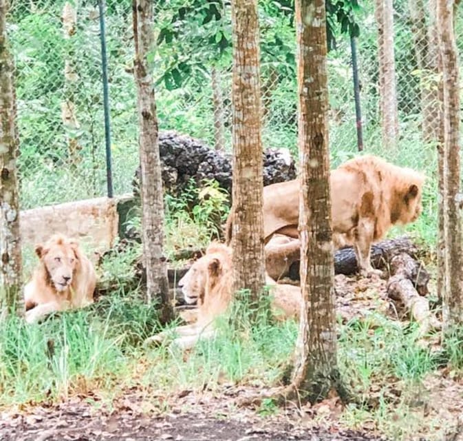 Cebu:Cebu Safari Adventure Park Day Trip - Itinerary Highlights