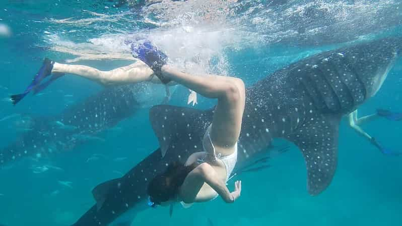 Cebu:WhaleShark Watching & Kawasan Canyoneering Private Tour - Experience Highlights