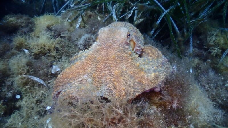 Chalkidiki: Scuba Diving for Beginners in Kassandra - Highlights of the Dive