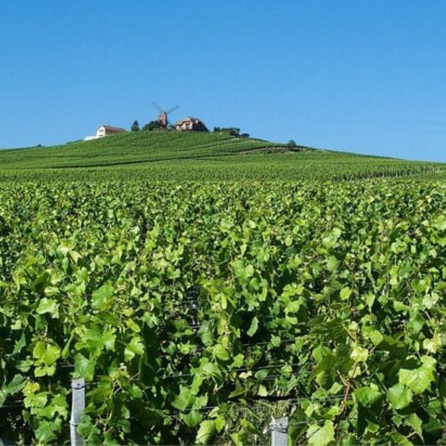 Champagne Region From Paris: Reims and Champagne Tasting - Champagne Tasting Experiences