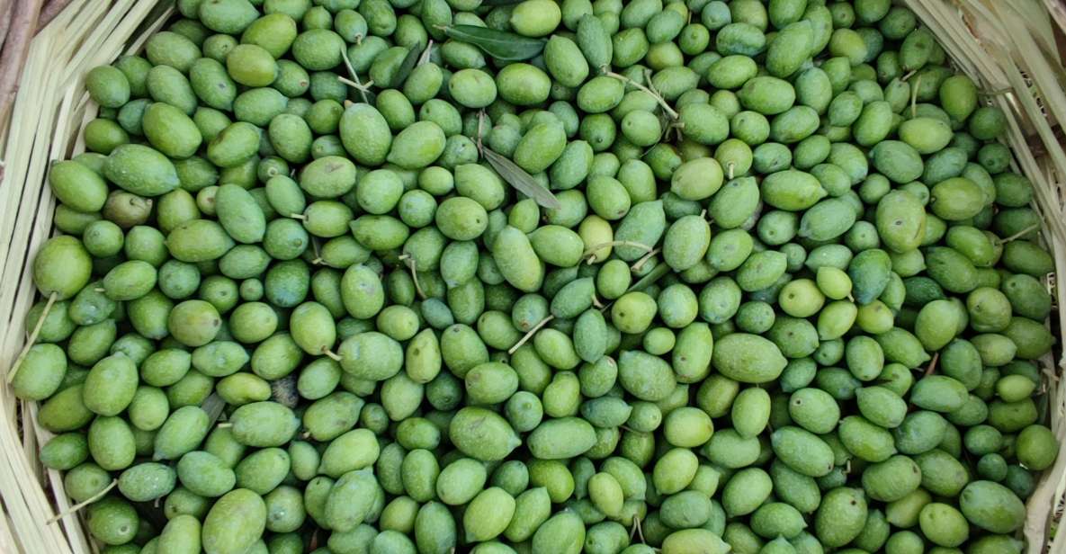 Chania: Full Moon Olive Harvest - Experience Highlights