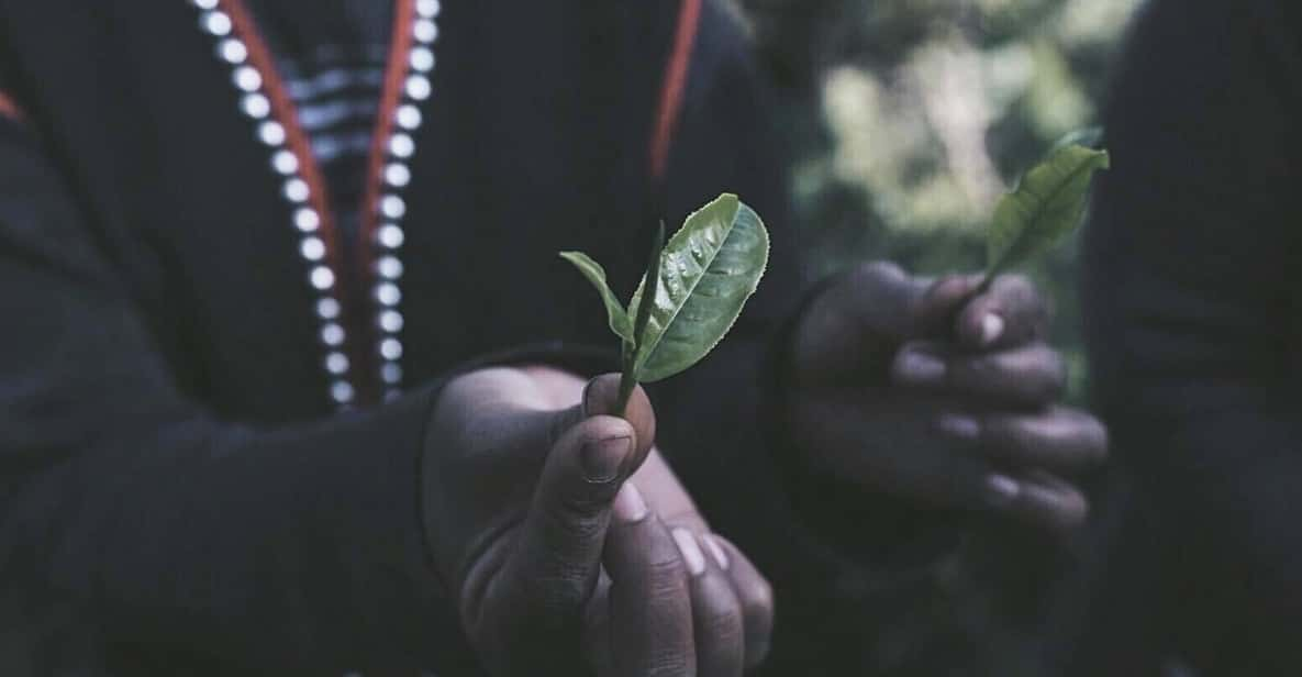 Chiang Mai: 2-Day LAHU Tribe & Tea Tourism Experience - Cultural Immersion Activities