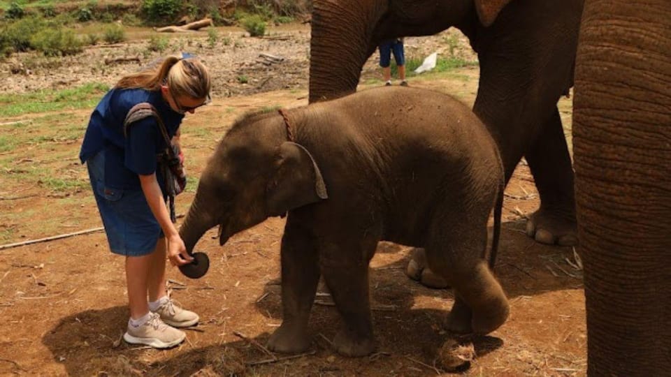 Chiang Mai: A Day in the Life of an Amateur Mahout - Itinerary and Experiences