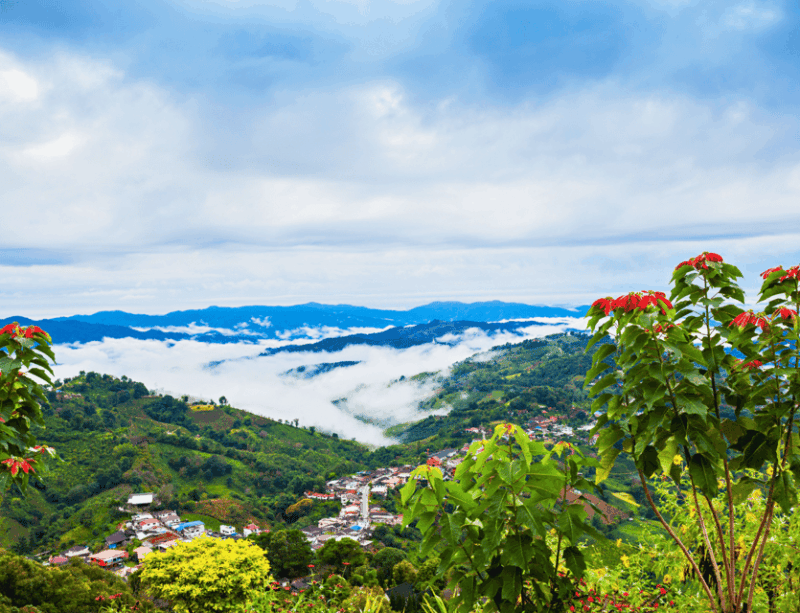 Chiang Mai: Chiang Rai & Doi Mae Salong Tea Plantation Tour - Inclusions and Transportation