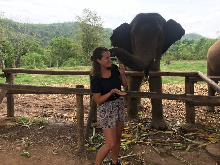 Chiang Mai: Elephant Feeding Experience, Hand Feed Elephants - Educational and Cultural Aspects