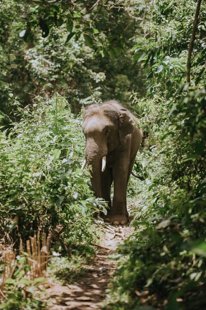 Chiang Mai: Elephants Sanctuary, Waterfalls, Trekking 2 Days, Sleep 1 Night - Accommodation and Dining Experience