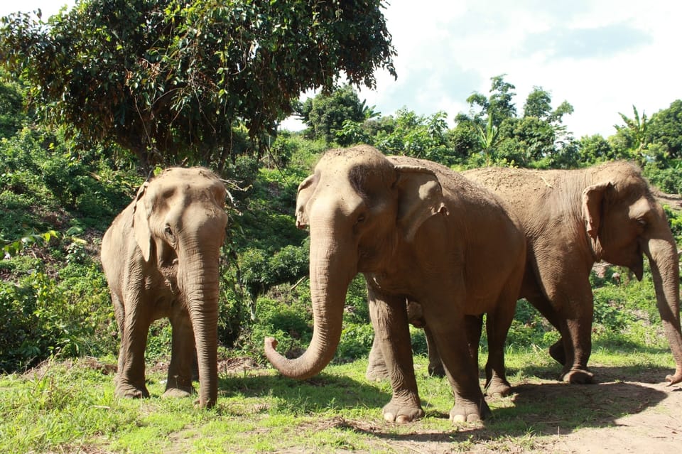 Chiang Mai: Ethical Elephant Sanctuary Day Tour & Lunch - Inclusions and Exclusions