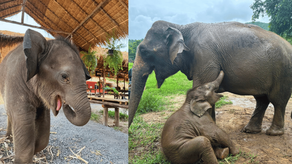 Chiang Mai: Half Day Elephant Care Program - Participant Information