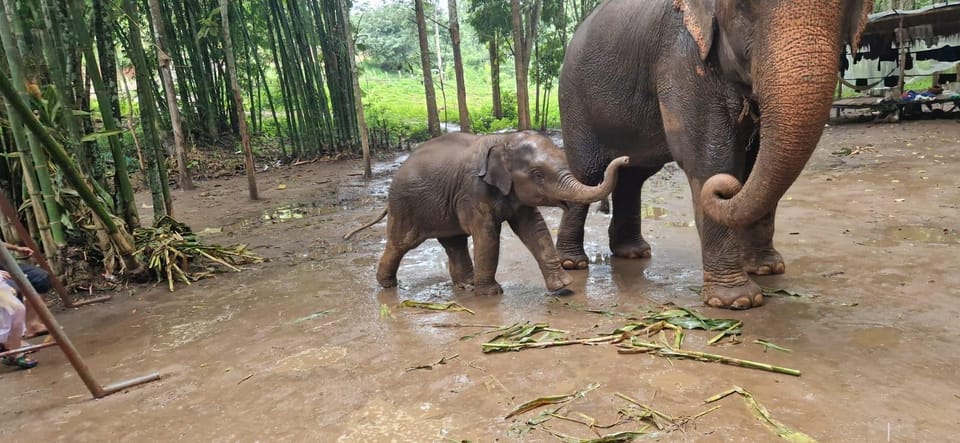 Chiang Mai: Half Day Elephant Eco Park Tour - Inclusions and Requirements